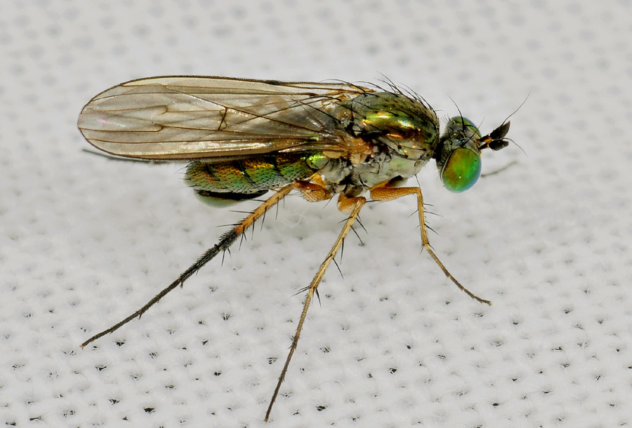 Dolichopodidae: cfr. Dolichopus sp.